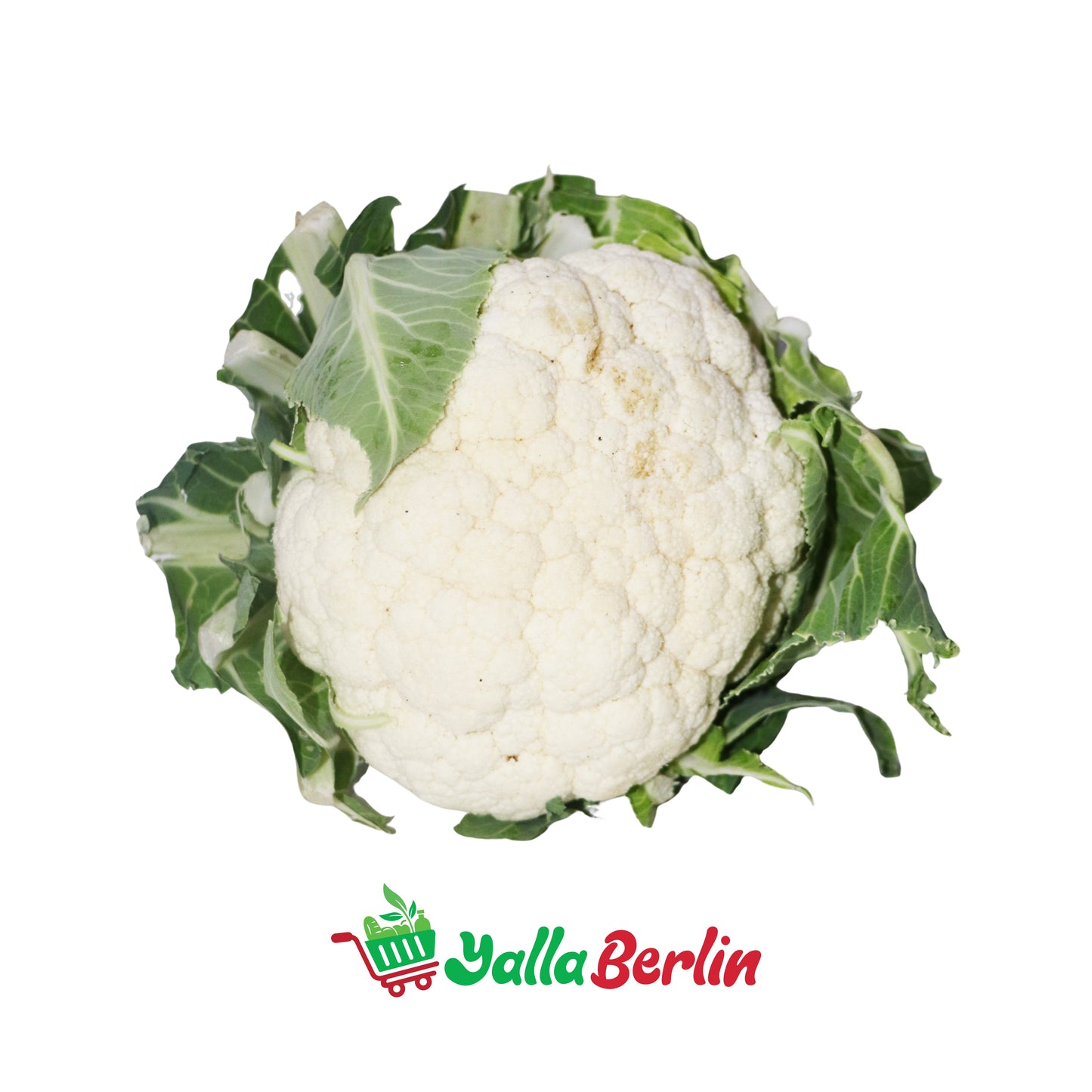 قرنبيط - زهرة (قطعة)
