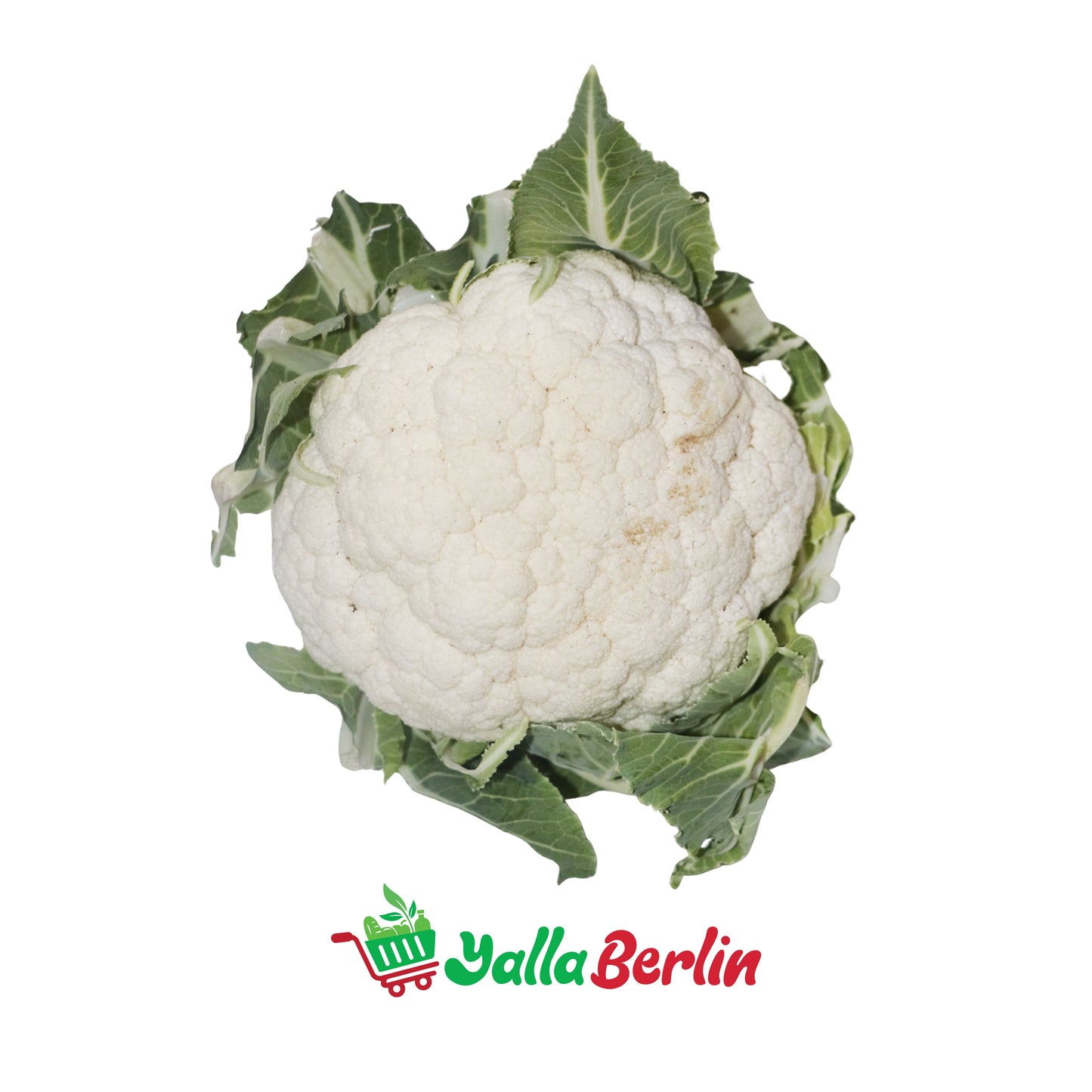 قرنبيط - زهرة (قطعة)