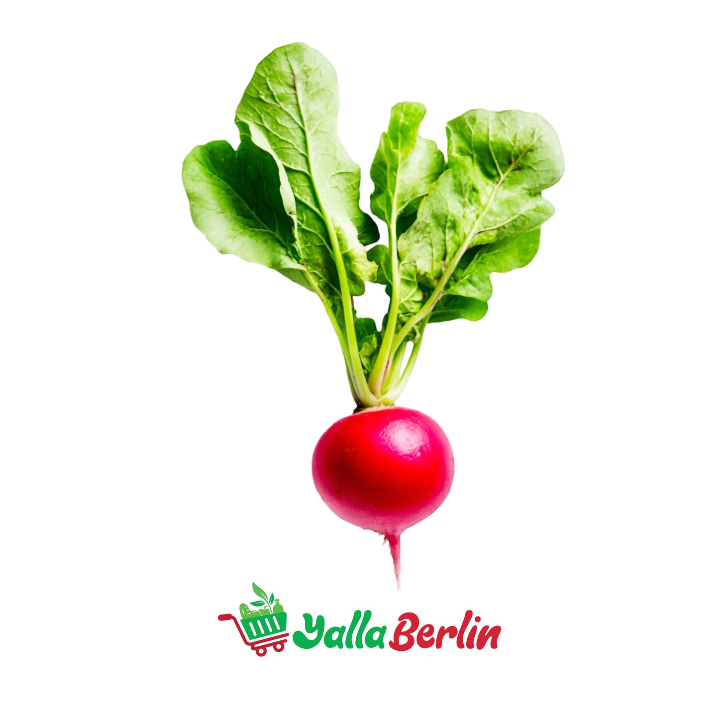 RADISHES IN A BUNCH